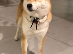 -柴务处·柴犬主题狗咖