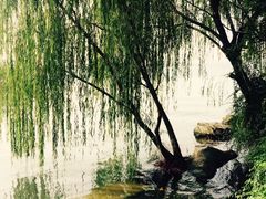-金鸡湖桃花岛