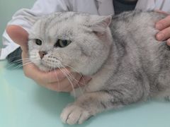 -宠福鑫康馨动物医院·骨科·眼科