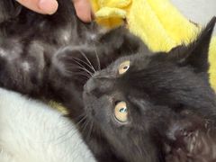 -四月宠物医院·猫专科·心脏专科·内科(转塘店)
