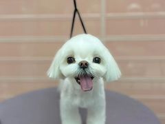 -FAELING PETS美天灵宠物(合生汇店)