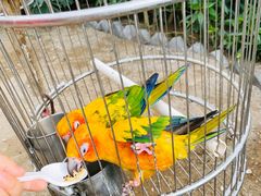 -南宫五洲植物乐园