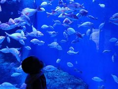 -成都浩海立方海洋公园