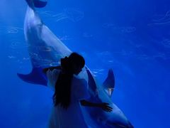 -海合安成都极地海洋公园