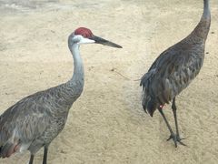 -盐城丹顶鹤湿地生态旅游区