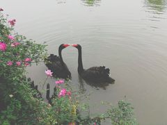 -鹅湖玫瑰文化园