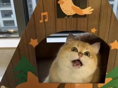 -猫十亿·布偶金渐层·曼基康矮脚猫舍(青年路店)