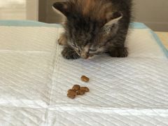 -艾贝尔宠物医院·24H转诊中心·肿瘤猫专科(江宁双龙店)