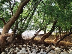 -宝安西湾红树林湿地公园