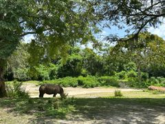 -奥兰多迪士尼动物王国乐园