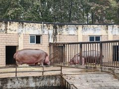 -合肥野生动物园