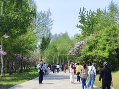 -群力丁香公园