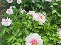 -黑龙江省森林植物园