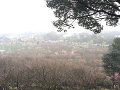 -香雪海