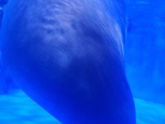 -上海海昌海洋公园-冰山北极馆