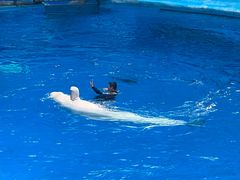-海合安成都极地海洋公园
