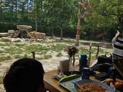 -上海野生动物园老虎餐厅