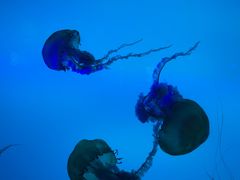 -太平洋海底世界