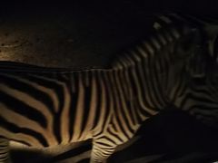 -清迈夜间动物园