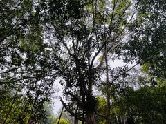 -中国科学院西双版纳热带植物园