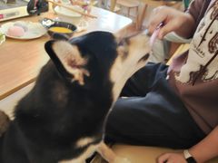 -柴の食堂·日式家庭料理·熊之肆(大学路店)