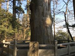 -天目山大树王景区
