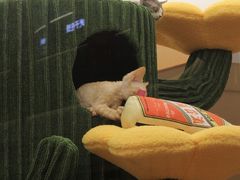 -帕帕拉兹宠物(亚洲旗舰店)