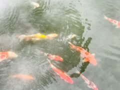 -杭州西湖柳莺里酒店