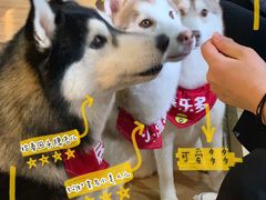 -Husky Go! 哈士奇体验馆·宠物咖啡厅狗咖