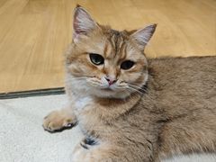 -藏猫猫咖啡主题馆(中央大道店)