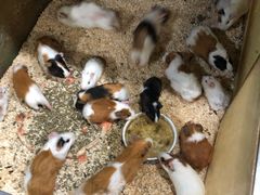 -上海大自然野生昆虫馆(东方明珠·爬宠昆虫探索中心)