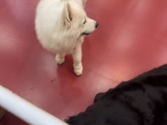 -和它·交个朋友·狗咖猫咖(爱琴海店)