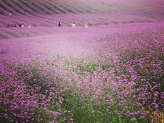 -紫颐香薰山谷景区