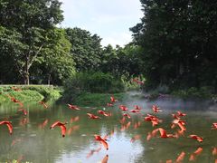 -广州长隆飞鸟乐园