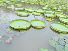 -中国科学院西双版纳热带植物园
