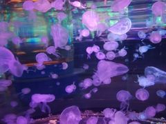 -石家庄海洋公园