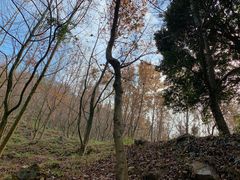 -广州市石门国家森林公园