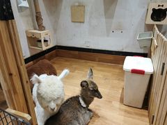 -猫色咖啡·猫咖