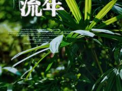 -望江楼公园