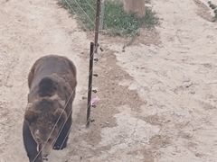 -青藏高原野生动物园