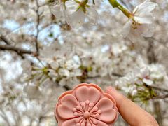 -珈境湖畔餐厅·湖北菜·江浙菜•樱花季(西北湖店)