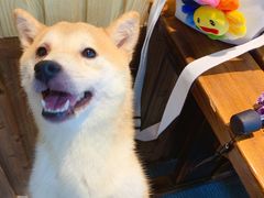 -柴源莊·柴小宠柴犬咖啡