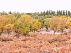 -金塔沙漠胡杨林景区