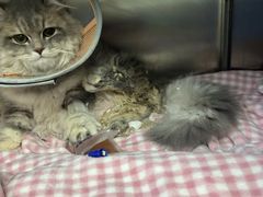 -中农大我爱我爱24h动物医院·中医针灸·猫专科·骨科医疗中心(双井店)