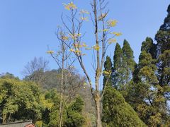 -缙云山景区