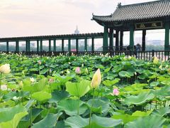 -莲花池公园