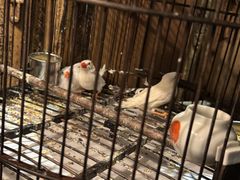 -八府香鸭·啫啫煲(华山路店)