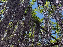 -嘉定紫藤园