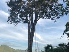 景点-大树秋千