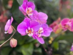 -中环花鸟鱼虫市场
